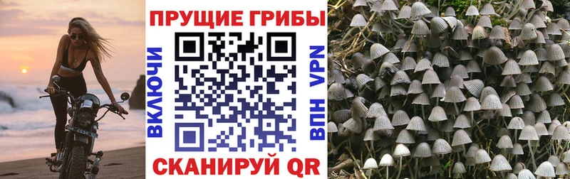 Псилоцибиновые грибы Psilocybe  Стародуб 